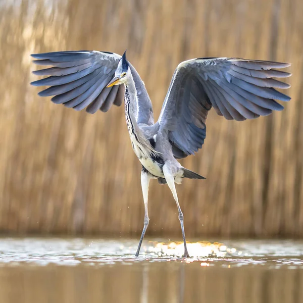 Garça Cinzenta Ardea Cinerea Voando Preparando Para Desembarcar Lago Csaj — Fotografia de Stock