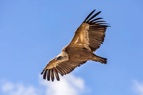 Avvoltoio Grifone Gyps Fulvus Che Vola Contro Cielo Nuvoloso Blu — Foto Stock