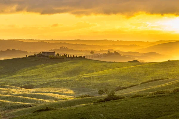 Vineyard Foggy Hills Asciano Chiusure Tuscany Italy April — Stock Photo, Image