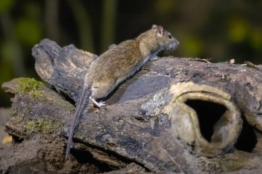 Hollanda 'nın doğal ortamında gece vakti bir sandık üzerinde kahverengi fare (Rattus norvegicus)