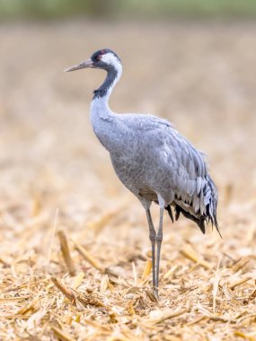 Turna (Grus grus) tarımsal alanda yürüyen büyük bir göçmen kuş. Avrupa 'nın Doğası' ndaki vahşi yaşam sahnesi. Hollanda