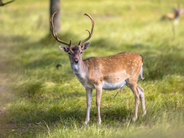 Fallow geyik erkek (daama dama) çiftleşme mevsiminde geyik avlar. Amsterdamse Waterleidingduinen, Hollanda. Avrupa 'da vahşi yaşam sahnesi.