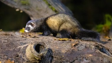 Avrupa kokarcaları (Mustela putorius) gece karanlığında doğal ortamda ormanda. Hollanda.