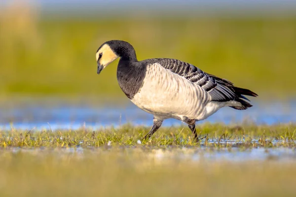 Barnacle Goose Branta Leucopsis Ave Migratória Forrageando Habitat Zonas Húmidas — Fotografia de Stock