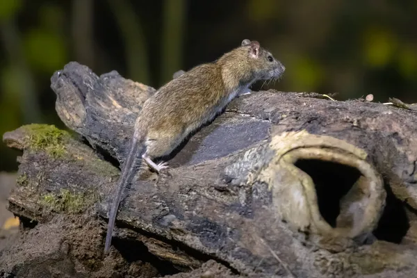 Braune Ratte Rattus Norvegicus Auf Einem Stamm Der Nacht Natürlicher — Stockfoto