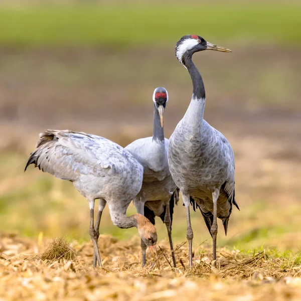 Grulla Común Grus Grus Grupo Aves Migratorias Grandes Que Alimentan — Foto de Stock