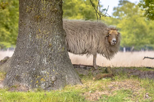 Drenthe Heath Ovinos Provavelmente Raça Mais Antiga Ovelhas Europa Criado — Fotografia de Stock