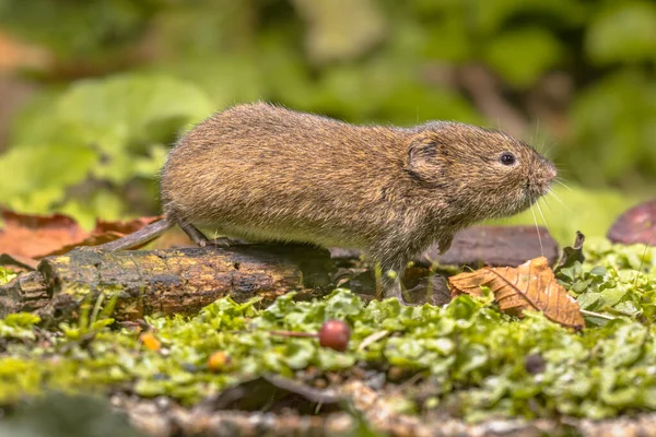 野外田鼠或短尾田鼠 Microtus Agrestis 在自然栖息地绿林环境中行走 — 图库照片