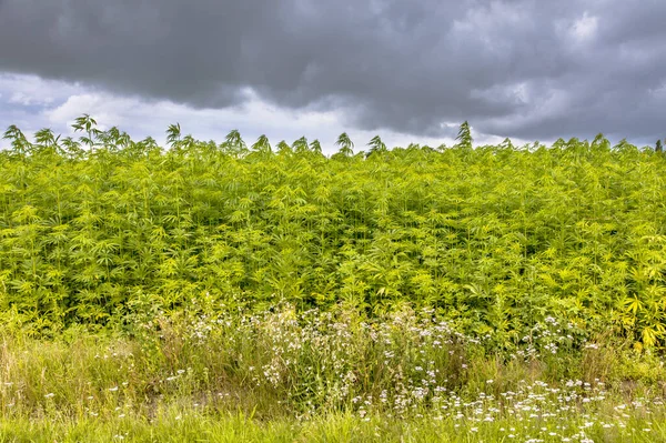 Endüstriyel Uygulamalar Için Kenevir Tarlası Kenevir Sativa Hollanda Tarım — Stok fotoğraf