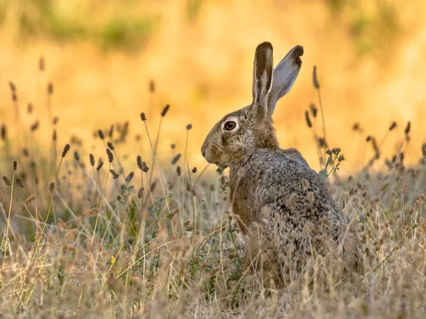 Лепус Дикий Европейский Коричневый Заяц Lepus Europeus Крупный План Оранжевом — стоковое фото