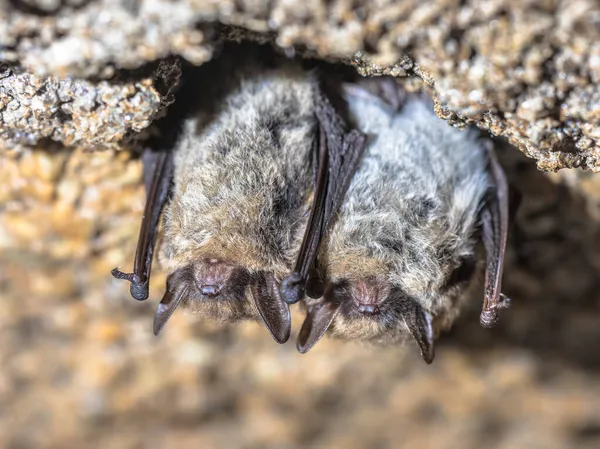 褐色长耳蝙蝠 普通长耳蝙蝠 冬天有两只冬眠的蝙蝠在地窖里荷兰 Drenthe — 图库照片