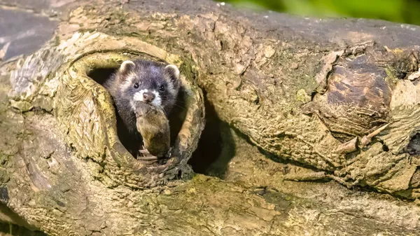 Polecat Mustela Putorius Barraca Europeia Com Presa Rato Emergindo Toca — Fotografia de Stock