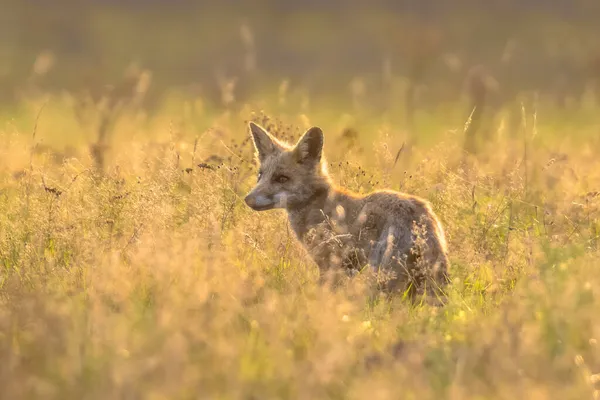 Red Fox Vulpes Vulpes Юношеская Охота Мышей Длинной Траве Оранжевом — стоковое фото