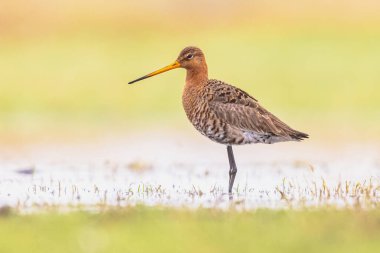 Kara Kuyruklu Godwit (Limosa limozası) göçler sırasında sığ bir sularda dinleniyor ve yiyecek arıyor. Hollanda, Kara Kuyruklu Godwit için de önemli bir üreme ortamı. Avrupa 'da Doğa' nın parlak arkaplanlı vahşi yaşam görüntüsü.