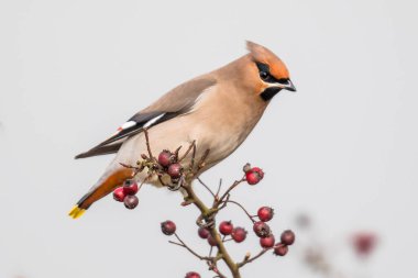 Bohem kanadı (Bombycilla garrulus) orta büyüklükte bir kuş türüdür. Kuzey Avrupa 'da ürer ve kışın Hollanda, Almanya, Slovakya ve Romanya' ya kadar güneye göç edebilir..