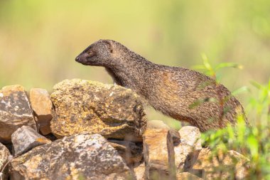 Egyptian Mongoose (Herpestes ichneumon), also known as Ichneumon, is a Mongoose species native to the Iberian Peninsula, Africa an Turkey. Wildlife Scene of Nature in Europe. clipart