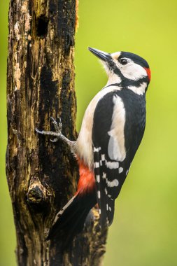 Ormanda büyük benekli ağaçkakan (Dendrocopus major) portresi. Doğadaki vahşi yaşam. Hollanda