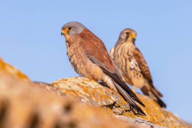 Çiftleşme kolonisinde çatıda bulunan Lesser Kestrel (Falco naumanni) çifti. Bu kuş türü Akdeniz 'den Afganistan' a ve Orta Asya 'dan Çin' e kadar çoğalır. Bir yaz göçmeni, kışı Afrika 'da geçiriyor. Avrupa 'nın doğasında vahşi yaşam sahnesi.