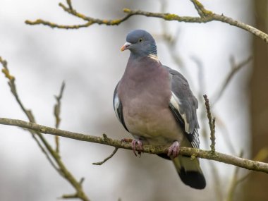 Ağaç dalına tünemiş ahşap güvercin (Columba palumbus). Tahta güvercinlerin yol ve nehirlerin yakınındaki ağaçlar için tercihleri var gibi görünüyor..