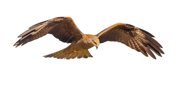 Black Kite Milvus Migrans Medium Sized Bird Prey Old World — 스톡 사진