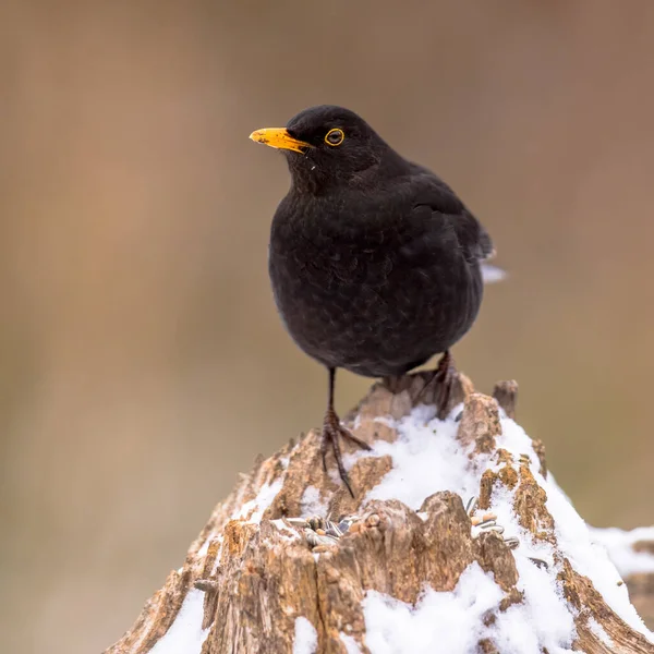 Vanlig Blackbird Turdus Merula Eurasian Black Bird Uppflugna Stubbe Med — Stockfoto