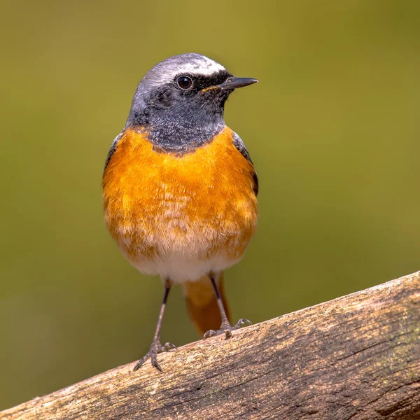 Vanlig Rödstart Phoenicurus Phoenicurus Vacker Fågel Uppsatt Gren Träd Skogen — Stockfoto