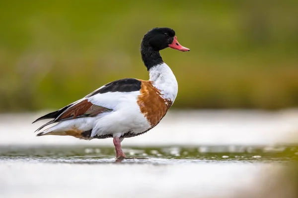 Gewöhnliche Ente Tadorna Tadorna Wasservögel Auf Nahrungssuche Flachen Wasser Des — Stockfoto