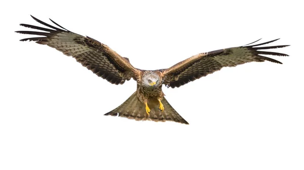 Cometa Roja Milvus Milvus Volando Aislada Sobre Fondo Blanco — Foto de Stock