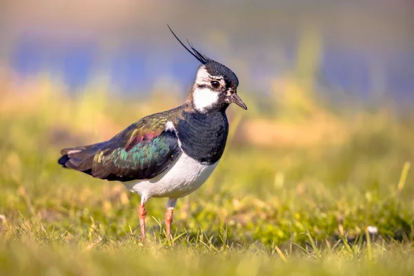 Northern Lapwing Vanellus Vanellus Foraging Green Grassland Looking Food Wildlife — Stock Photo, Image