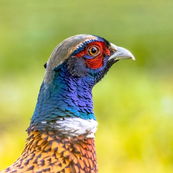 Portrait Young Male Common Pheasant Phasianus Colchicus Bright Green Background — Stock Photo, Image