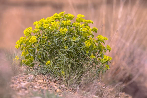 Serrated Spurge Euphorbia Serrata Gula Blommor Blommar Mars Huesca Provinsen Stockbild