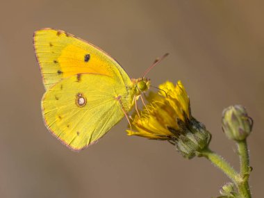 Clouded Yellow butterfly (Colias croceus) fedding on nectar of flower on green background. Wildlife scene in nature. France. clipart