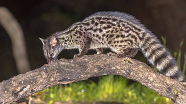 Genet (Genetta genetta), Extremadura İspanya 'da gece dalında vahşi kedi. Avrupa 'da Vahşi Yaşam Doğası Sahnesi.