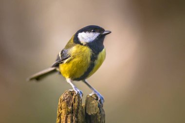 Great tit (Parus major) garden bird perched on branch with beautiful autumn background. Little songbird in nature forest habitat, Wildlife scene from nature.
