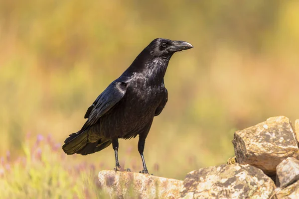 Cuervo Común Corvus Corax Posado Sobre Rocas Clima Soleado Con —  Fotos de Stock