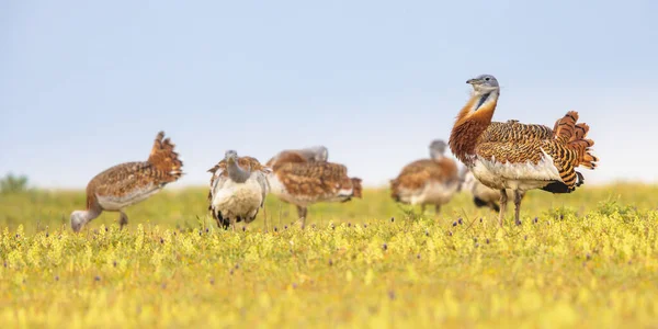 Grote Bustard Otis Tarda Mannelijke Vogel Met Een Groep Vrouwtjes — Stockfoto