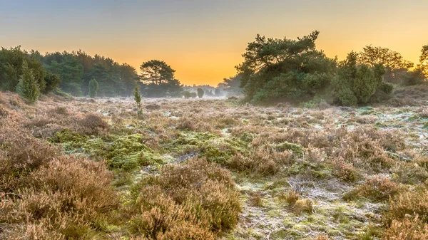 Ziemia Wrzosowiskowa Pagórkowatym Terenie Chłodny Poranek Mrozem Listopadzie Prowincja Drenthe — Zdjęcie stockowe