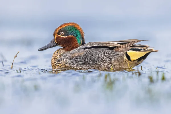 Colorful Male Common Teal Eurasian Teal Anas Crecca Swimming Water — Stock Photo, Image