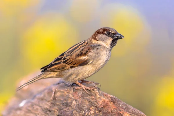 Casa Pardal Passer Domesticus Empoleirado Tronco Com Fundo Verde Este — Fotografia de Stock