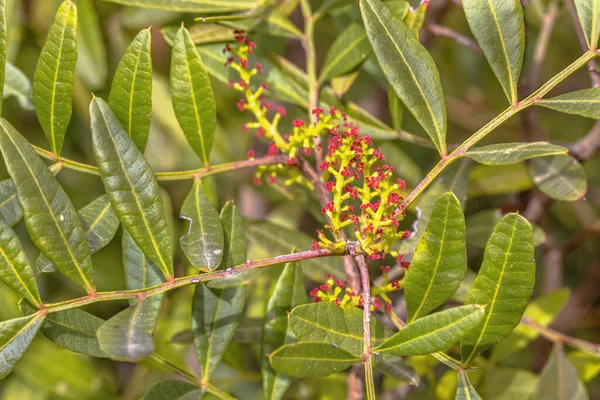 Mastic Lentisk Pistacia Lentiscus Árvore Florescendo Com Flores Vermelhas Extremadura — Fotografia de Stock
