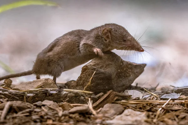 Arpía Dientes Blancos Crocidura Suaveolens Hábitat Natural Cevennes Francia Escena —  Fotos de Stock