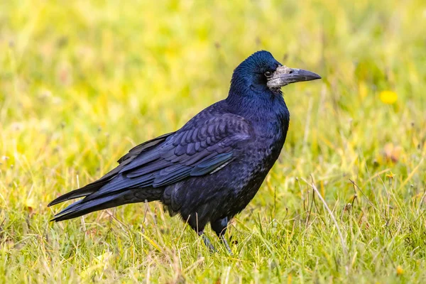 Portrét Euroasijské Věže Corvus Frugilegus Černý Pták Holým Podstavcem Kráčející — Stock fotografie