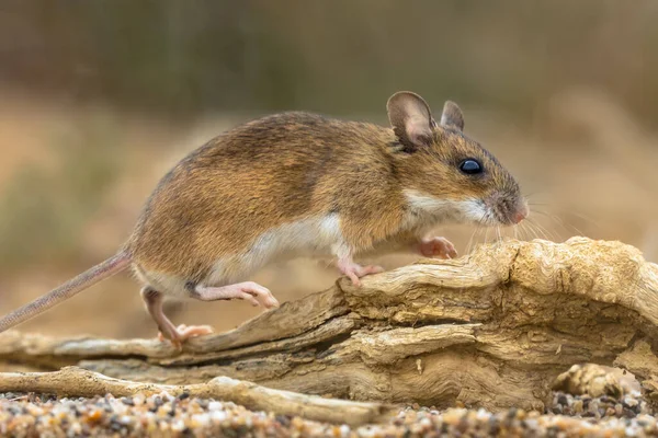 Sárga Nyakú Egér Apodemus Flavicollis Séta Rönk Nézi Kamera Természetes — Stock Fotó