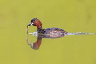 Küçük Yunus (Takybaptus ruficollis) suda yüzerek balık yakalar. Bu su kuşu, Grebe ailesinin bir üyesidir. Avrupa 'da Vahşi Yaşam Doğası Sahnesi.