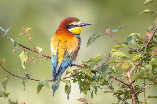 European Bee Eater Merops Apiaster Perched Branch Breeding Colony Bird — Fotografia de Stock