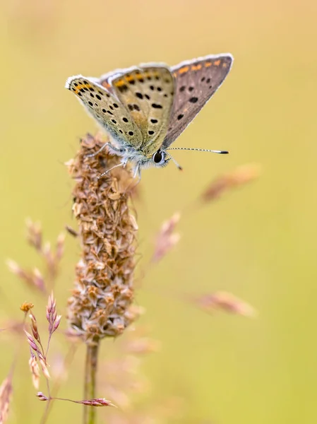 Европейские Бабочки Sooty Copper Lycaena Tityrus Размытым Фоном Красивые Боке — стоковое фото