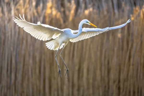 Stora Vita Egret Ardea Alba Flyger Vid Sjön Csaj Kiskunsagi — Stockfoto