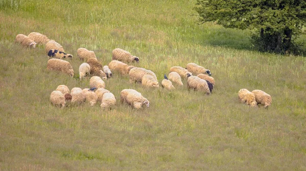 ブルガリア ヨーロッパの自然丘での羊の放牧の群れ — ストック写真