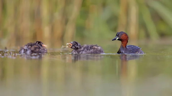 Маленькая Грэб Tachybaptus Ruficollis Плавает Воде Ловит Рыбу Кормит Цыплят — стоковое фото