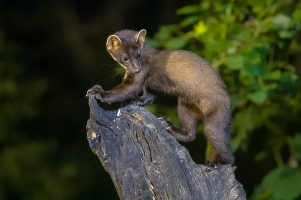 Tallmås Martes Martes Stammen Mörka Förhållanden Skog Natten Naturen Europas Royaltyfria Stockbilder